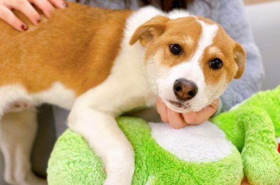 ゆずくん ティアハイムさいたま どうぶつシェルター 里親募集 埼玉県さいたま市