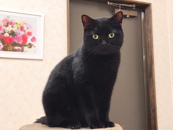 ジャックくん