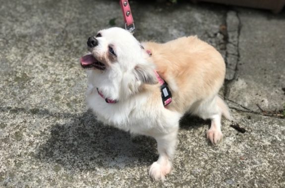 きなこちゃん ティアハイムさいたま どうぶつシェルター 里親募集 埼玉県さいたま市