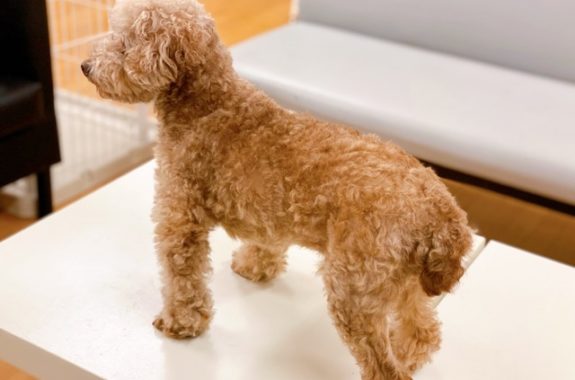 名前 チャモくん 犬種 トイプードル ティアハイムさいたま どうぶつシェルター 里親募集 埼玉県さいたま市