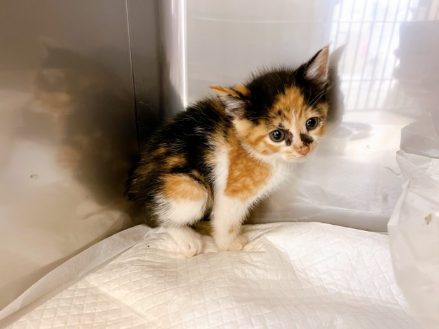 バジルちゃん