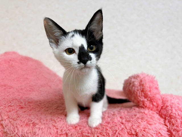 コアラちゃん