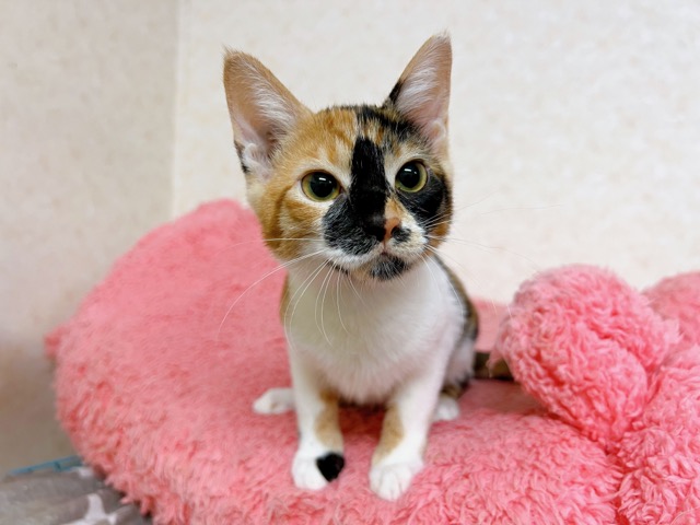 タイムちゃん
