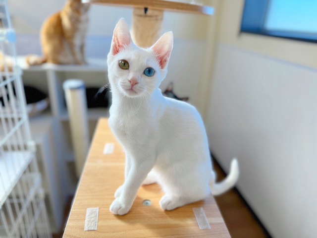 だいふくちゃん