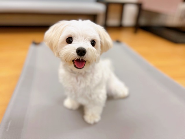 しおちゃん