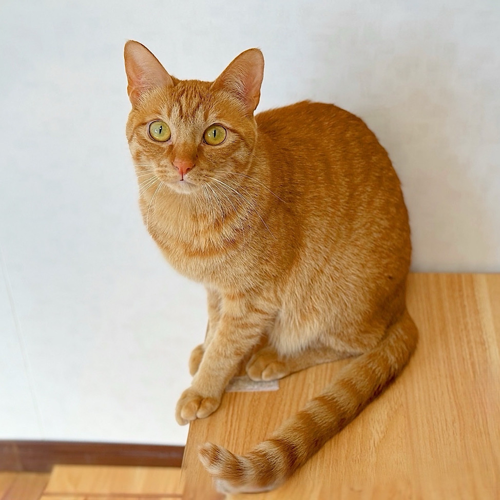 プリマちゃん | どうぶつシェルター ティアハイムさいたま｜保護犬