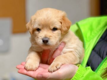 犬の親子／根付／ 小さなママの体に大きなお腹🤰✨ カニンヘンダックスフンドのつ