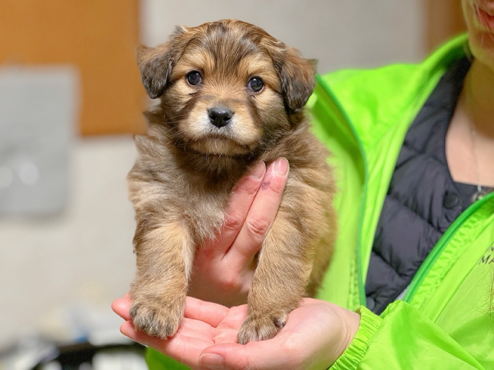 キャラメルくん | どうぶつシェルター ティアハイムさいたま｜保護犬