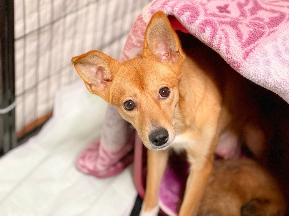 りんちゃん | どうぶつシェルター ティアハイムさいたま｜保護犬・保護