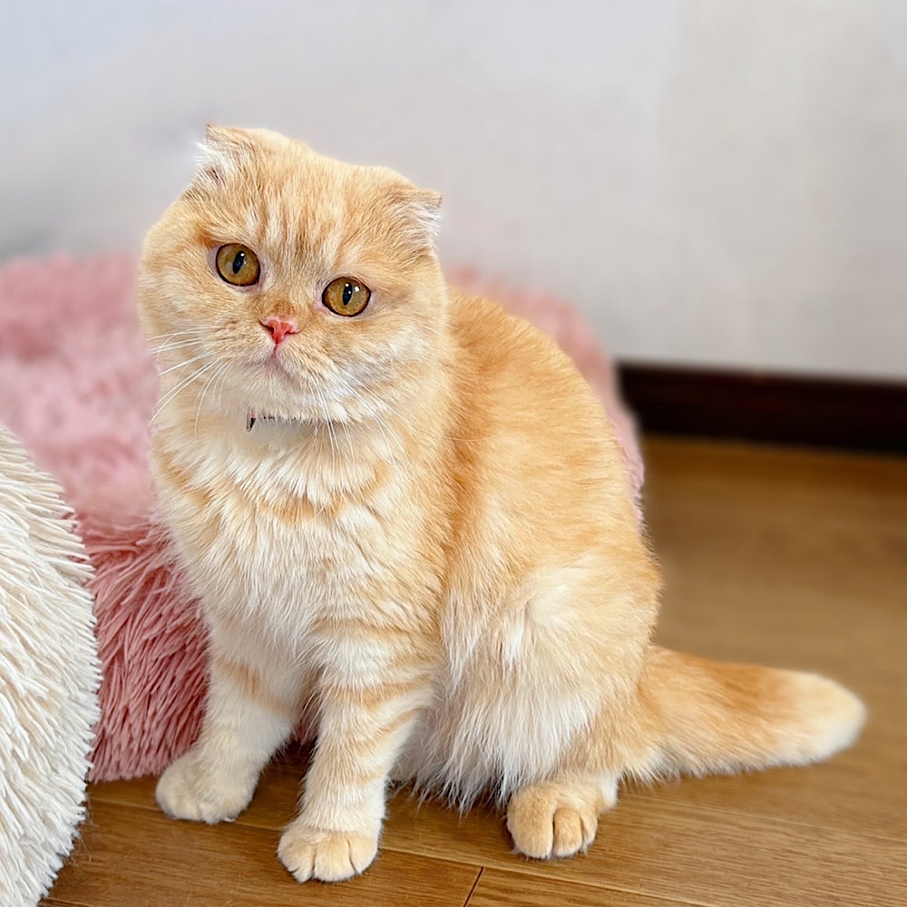 バニラちゃん | どうぶつシェルター ティアハイムさいたま｜保護犬