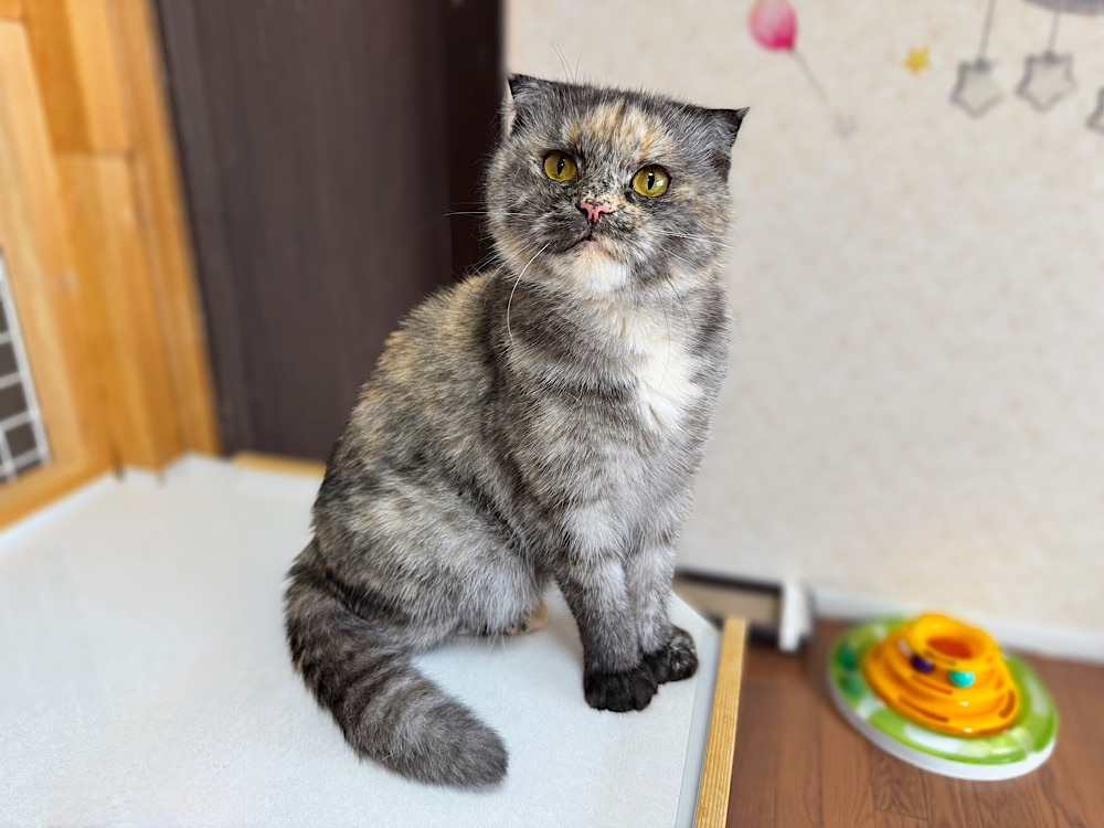 たまちゃん | どうぶつシェルター ティアハイムさいたま｜保護犬・保護