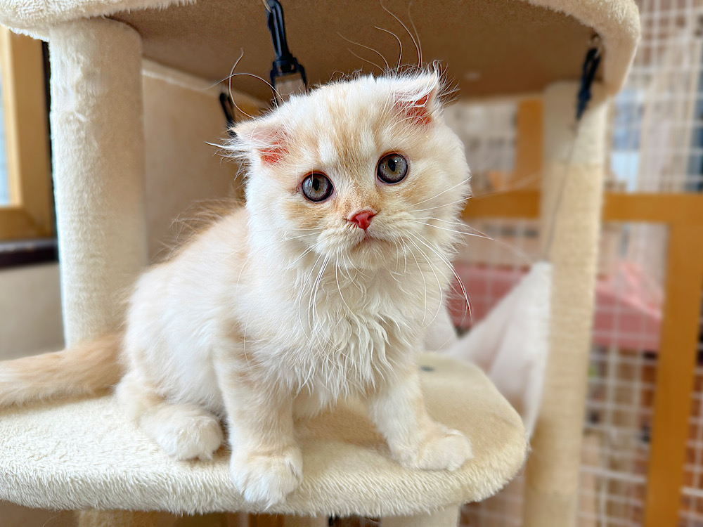 さくくん | どうぶつシェルター ティアハイムさいたま｜保護犬・保護猫