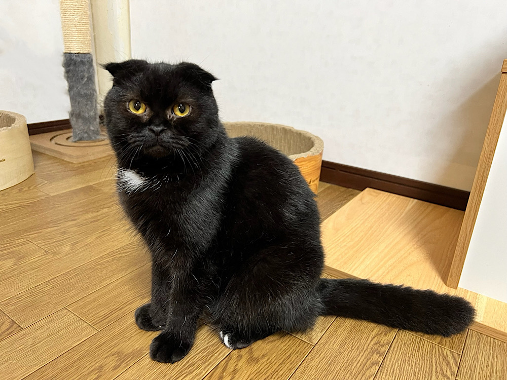 カイくん