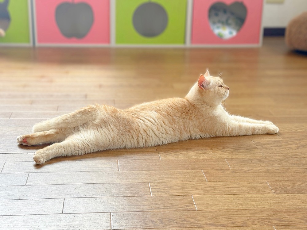 ティアハイムさいたまの保護動物