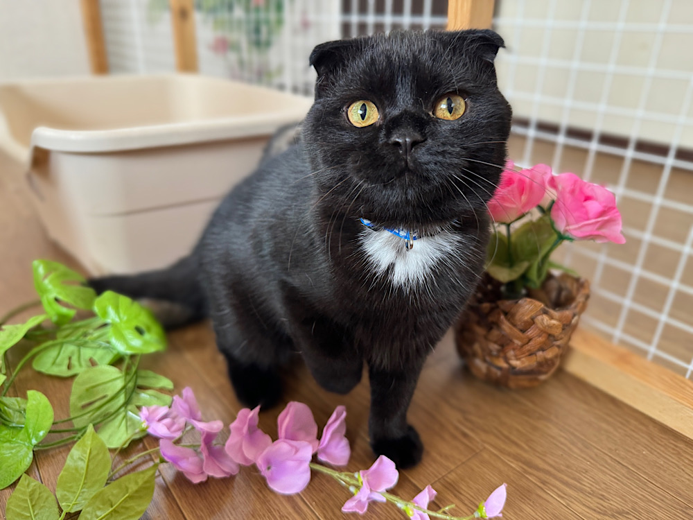 ホクくん
