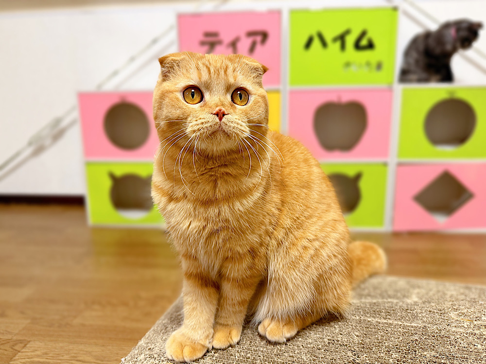 ダリくん