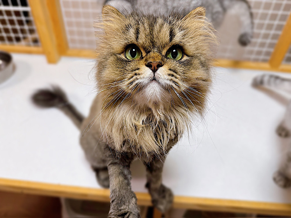 デイジーちゃん | どうぶつシェルター ティアハイムさいたま｜保護犬