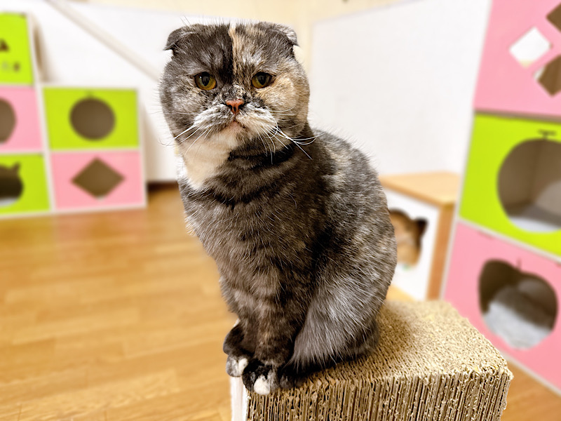 シエラちゃん | どうぶつシェルター ティアハイムさいたま｜保護犬