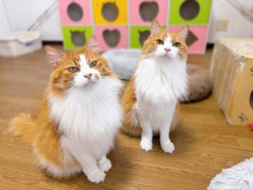 双子の兄弟猫、りゅう君とちぇる君