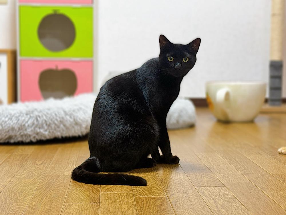みこしくん | どうぶつシェルター ティアハイムさいたま｜保護犬・保護