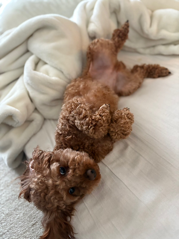 ベッドの上でへそ天になるトイプードルゆりちゃん
