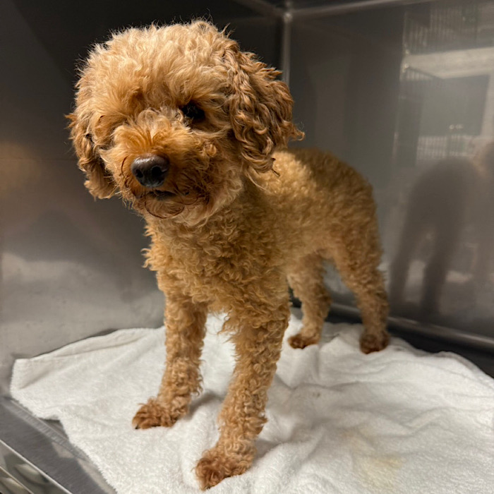 毛が伸びて目が隠れたトイプードル