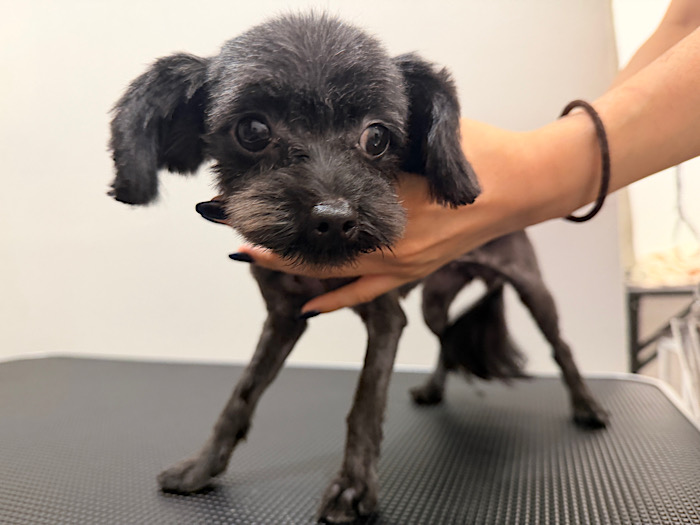 くろ様　犬写真 くろみつちゃん | どうぶつシェルター ティアハイムさいたま｜保護犬