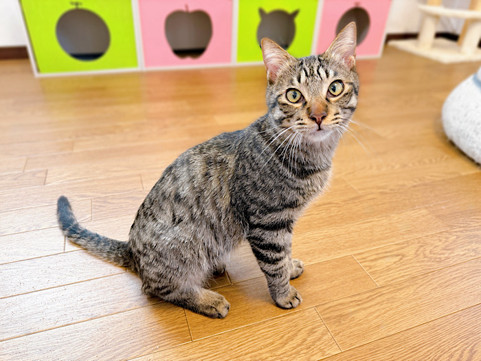 たるくん