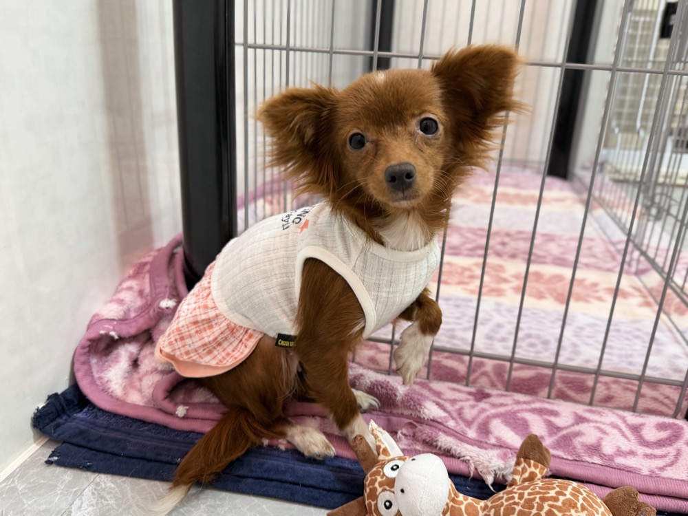 べあちゃん