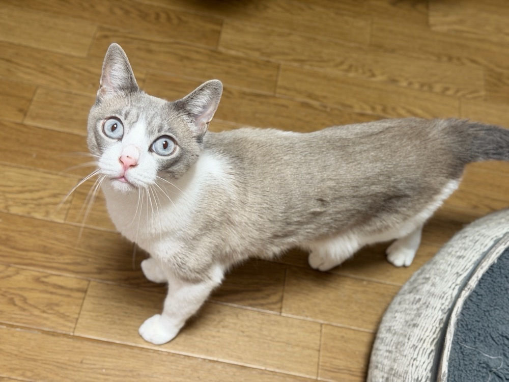 あおいちゃん