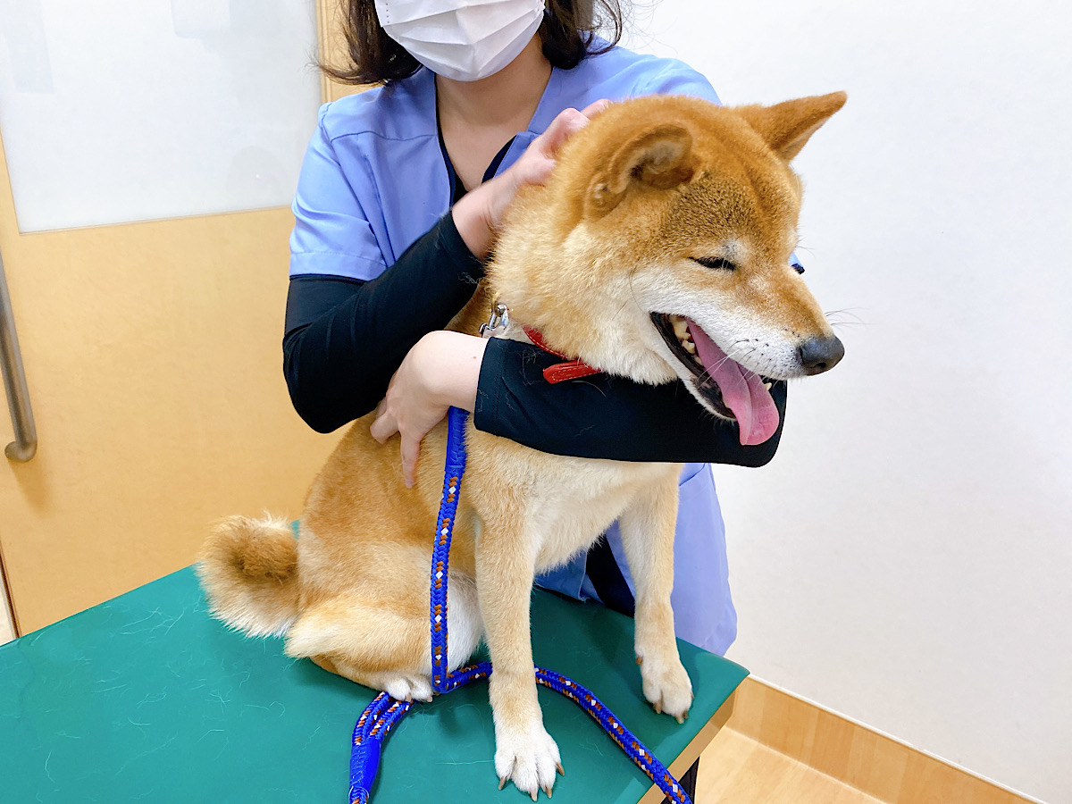 保護犬・保護猫のお世話の様子